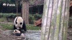 Video: Panda cubs en el zoológico chino