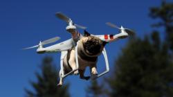 Video: ¡un hombre vuela en un dron!